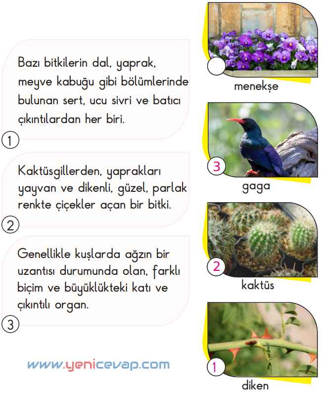 2. Sınıf Türkçe Kitabı Sayfa 17 18 19 20 Cevapları Meb