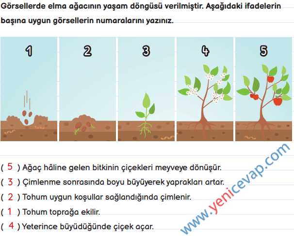 3. Sınıf Fen Bilimleri Kitabı Sayfa 163 164 165 167 Cevapları Meb