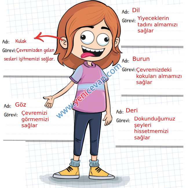 3. Sınıf Fen Bilimleri Kitabı Sayfa 52 53 54 55 Cevapları Meb