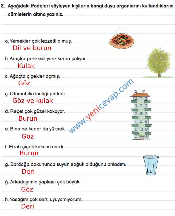 3. Sınıf Fen Bilimleri Kitabı Sayfa 52 53 54 55 Cevapları Meb
