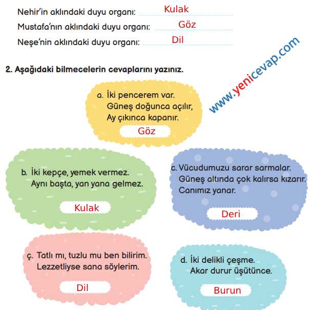 3. Sınıf Fen Bilimleri Kitabı Sayfa 57 59 60 61 Cevapları Meb