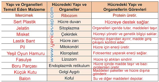 5. Sınıf Fen Bilimleri 1. Kitap Sayfa 112 114 116 118 119 Cevapları Meb