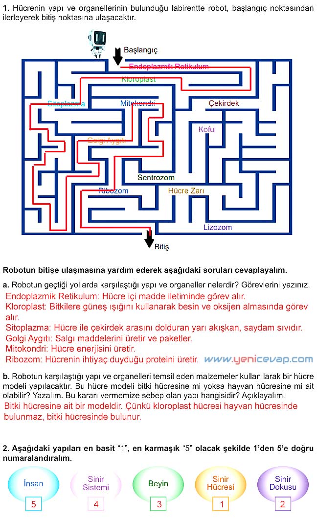 5. Sınıf Fen Bilimleri 1. Kitap Sayfa 112 114 116 118 119 Cevapları Meb