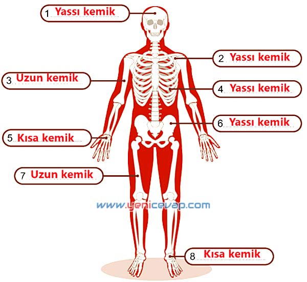 5. Sınıf Fen Bilimleri 1. Kitap Sayfa 120 121 122 123 127 Cevapları Meb