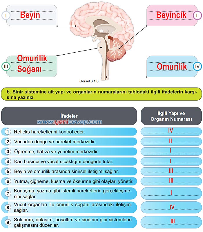 6. Sınıf Fen Bilimleri Kitabı Sayfa 172 173 174 175 176 177 Cevapları Meb