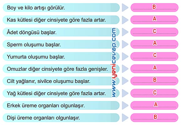 6. Sınıf Fen Bilimleri Kitabı Sayfa 172 173 174 175 176 177 Cevapları Meb