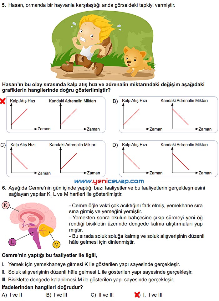 6. Sınıf Fen Bilimleri Kitabı Sayfa 172 173 174 175 176 177 Cevapları Meb