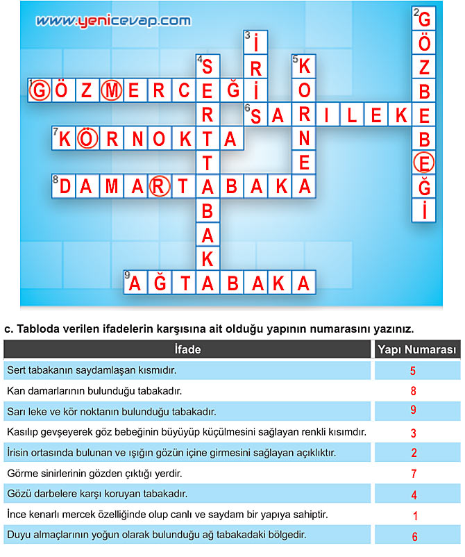 6. Sınıf Fen Bilimleri Kitabı Sayfa 178 179 180 181 182 Cevapları Meb