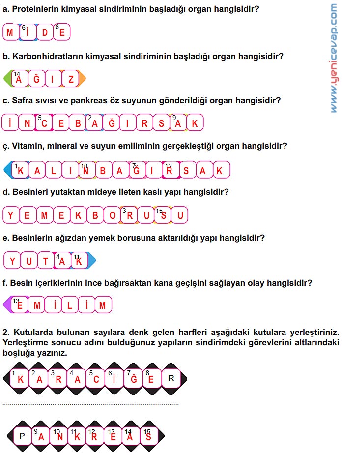 6. Sınıf Fen Bilimleri Kitabı Sayfa 39 40 41 42 43 Cevapları Meb