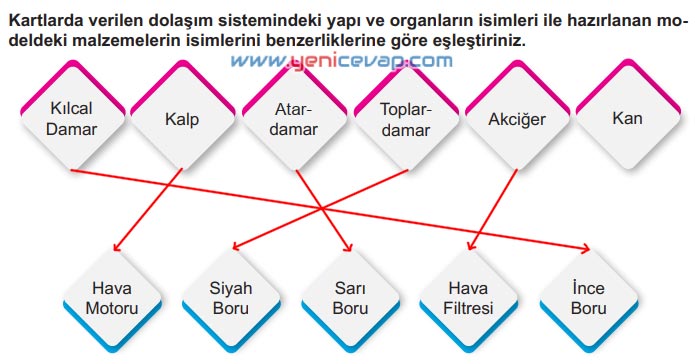 6. Sınıf Fen Bilimleri Kitabı Sayfa 49 50 51 52 53 Cevapları Meb