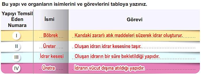 6. Sınıf Fen Bilimleri Kitabı Sayfa 64 65 66 67 68 69 Cevapları Meb