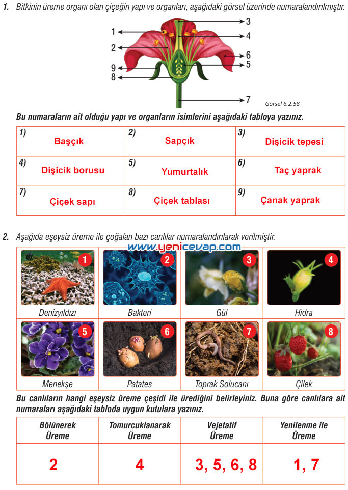 7. Sınıf Fen Bilimleri Kitabı Sayfa 189 192 193 197 198 199 200 Cevapları Meb