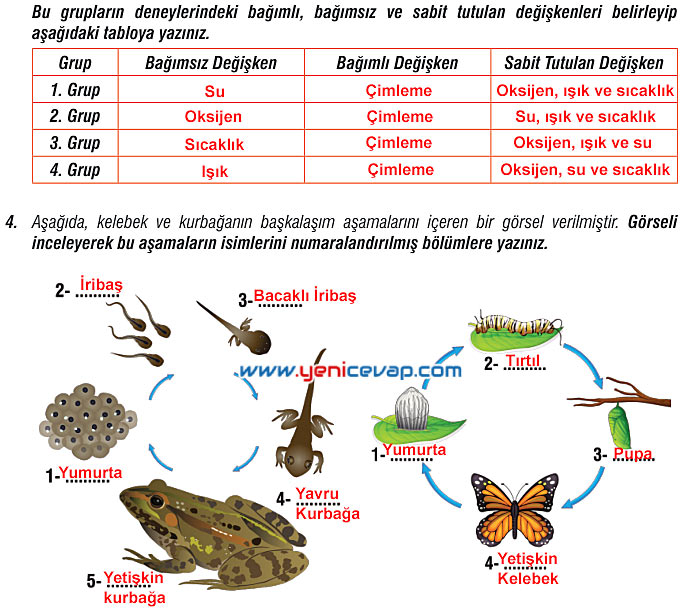 7. Sınıf Fen Bilimleri Kitabı Sayfa 189 192 193 197 198 199 200 Cevapları Meb