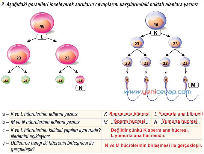 7. Sınıf Fen Bilimleri Kitabı Sayfa 62 63 64 66 67 68 69 Cevapları Meb