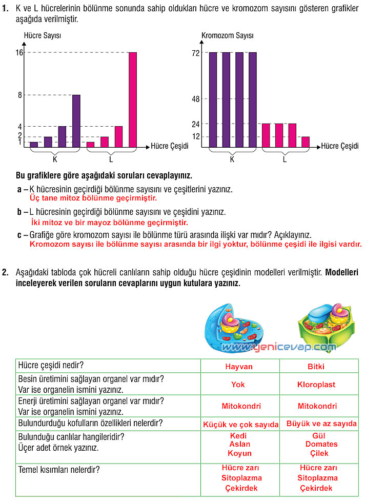 7. Sınıf Fen Bilimleri Kitabı Sayfa 70 71 72 75 76 77 79 Cevapları Meb