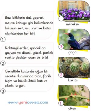 2. Sınıf Türkçe Kitabı Sayfa 17 18 19 20 Cevapları Meb