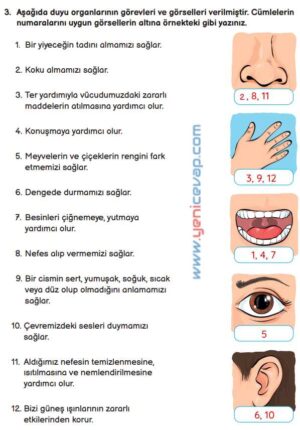 3. Sınıf Fen Bilimleri Kitabı Sayfa 62 63 66 67 Cevapları Meb