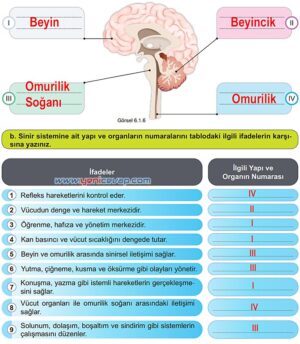 6. Sınıf Fen Bilimleri Kitabı Sayfa 172 173 174 175 176 177 Cevapları Meb