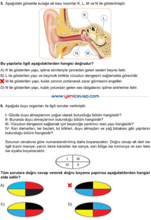 6. Sınıf Fen Bilimleri Kitabı Sayfa 183 184 185 186 187 Cevapları Meb