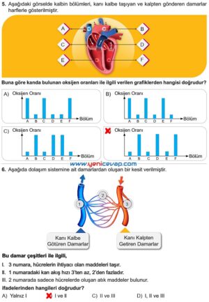 6. Sınıf Fen Bilimleri Kitabı Sayfa 54 55 56 57 58 Cevapları Meb